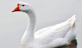 网红大鹅 吃瓜是什么意思,网红大鹅带你领略“吃瓜”文化的魅力